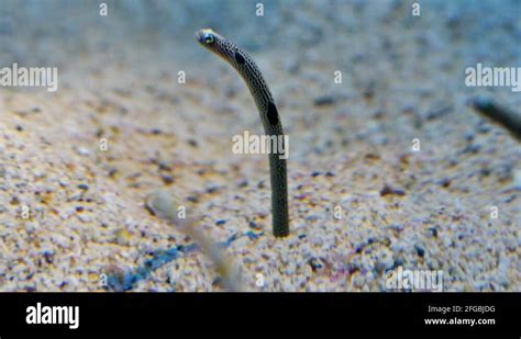 Underwater Worm Stock Videos And Footage Hd And 4k Video Clips Alamy