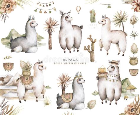 Dibujos Animados Lama Acuarela Ilustraciones Lindas Llamas Alpaca