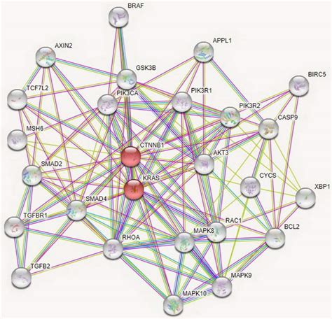 Protein Protein Interactions Networks Of The Targeted Genes By Mirnas Download Scientific