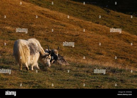 Yak En Den Bergen Fotograf As E Im Genes De Alta Resoluci N Alamy