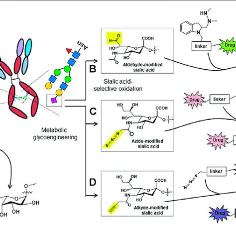 Overview Of Mammalian N Glycosylation A Step 1 The LLO 14 Mer