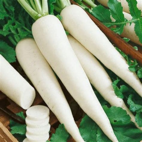 Organic White Radish Seeds Open Pollinated Seed2plant