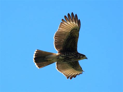 Gavi O Asa De Telha Parabuteo Unicinctus Aves De Rapina Brasil