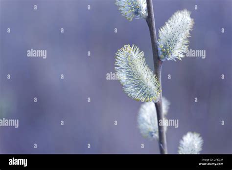 Beautiful Pussy Willow Buds Flowers And Branches Seasonal Forest Blooming Spring Vegetation