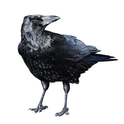 Realistic Crow Drawing