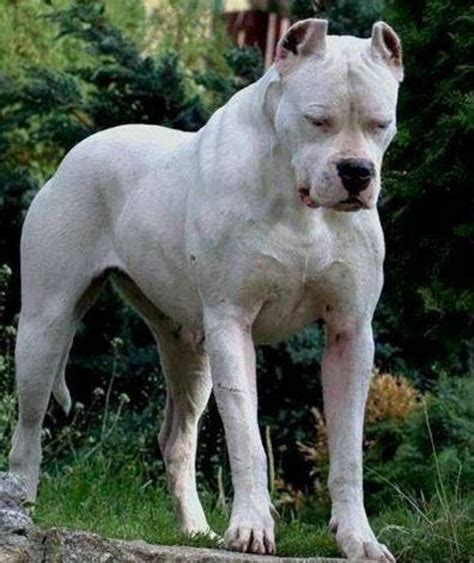 Argentine Dogo vs American Bulldog - Breed Comparison