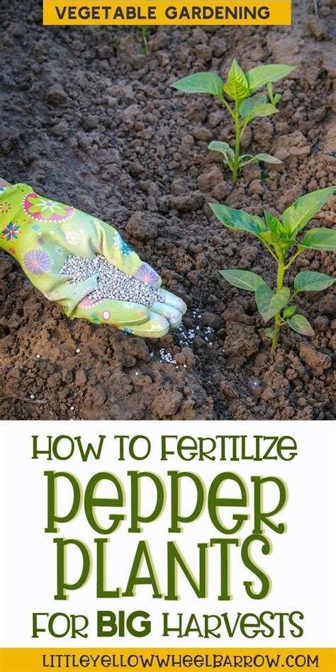 How To Fertilize Pepper Plants For Big Harvests Fertilizer For Plants