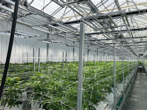 A Step By Step Guide To Indoor Cannabis Cultivation