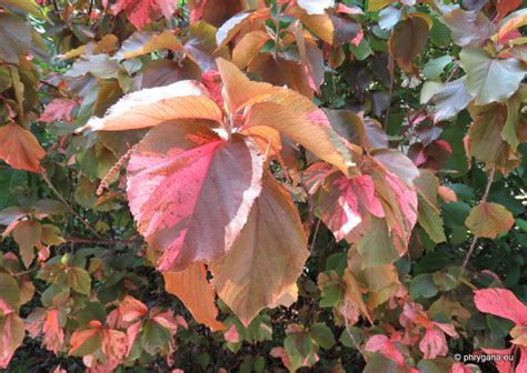 Acalypha Wilkesiana Müll Arg 1866 Euphorbiaceae De Crète Et Aussi