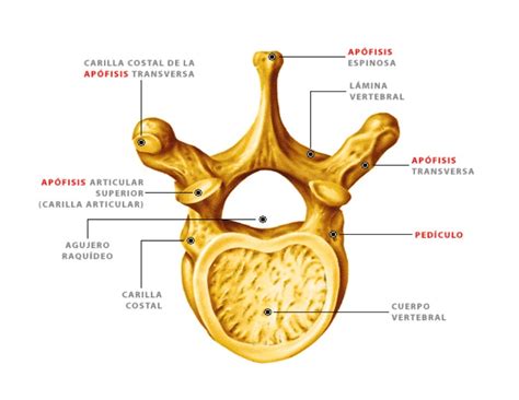 La Columna Vertebral