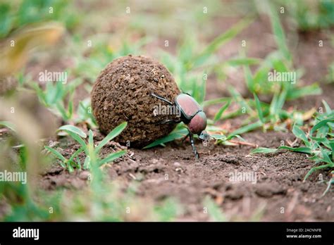 Dung Beetle Rolling A Dung Ball The Dung Beetles That Roll Dung Into