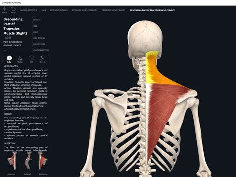 Trapezius Muscle Anatomy Image