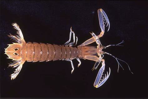 Mantis Shrimp The Australian Museum