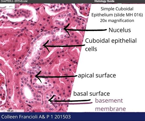 Simple Cuboidal Epithelium Labeled Basement Membrane