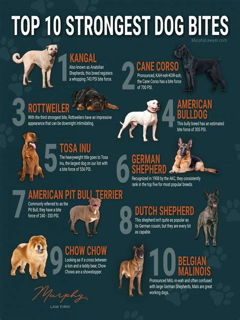 Top 10 Dogs In America
