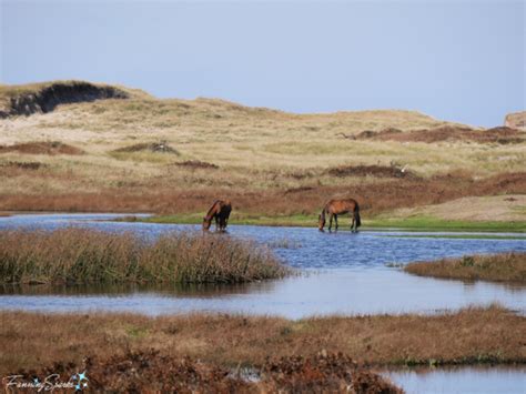 6 Fascinating Facts about Sable Island – FanningSparks