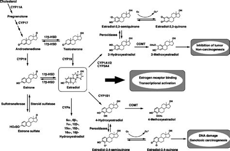 Cytochrome P450 Mediated Metabolic Pathways Of Estradiol Estradiol Is