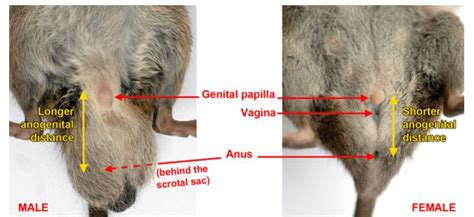 External Comparison Of Male And Female Reproductive Organs Photo