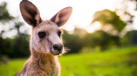 Kangaroo Names (649+ Best, Funny & Cute Ideas)