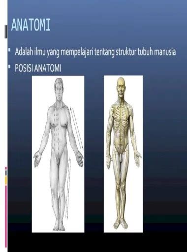 Posisi Anatomi Tubuh Manusia Sinau