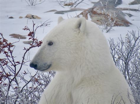 47 best Churchill Manitoba images on Pholder | Earth Porn, Manitoba and