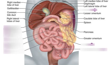 Cat Digestive Organ's part 1 Diagram | Quizlet