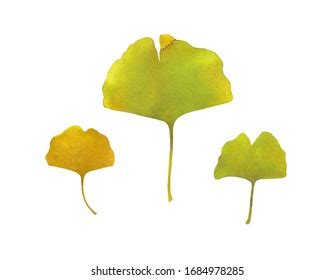 Gingko Biloba Branche Leaves Watercolor Hand Stock Illustration