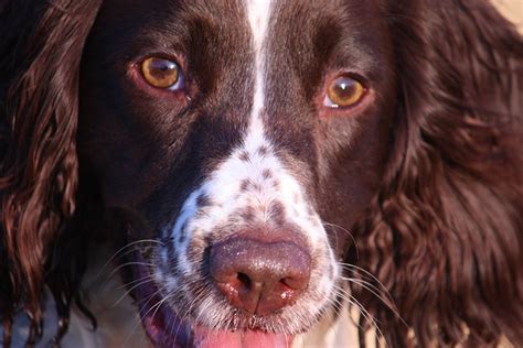 How To Train And Care For An English Springer Spaniel ASPCA Pet