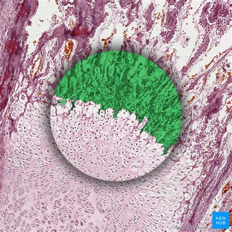 Bone Formation Histology And Process Of The Ossification Kenhub