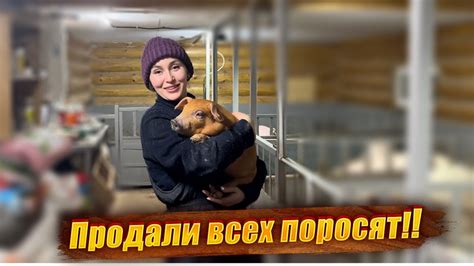 В ожидании пополнения Должный уход за коровами свиньями и курами на