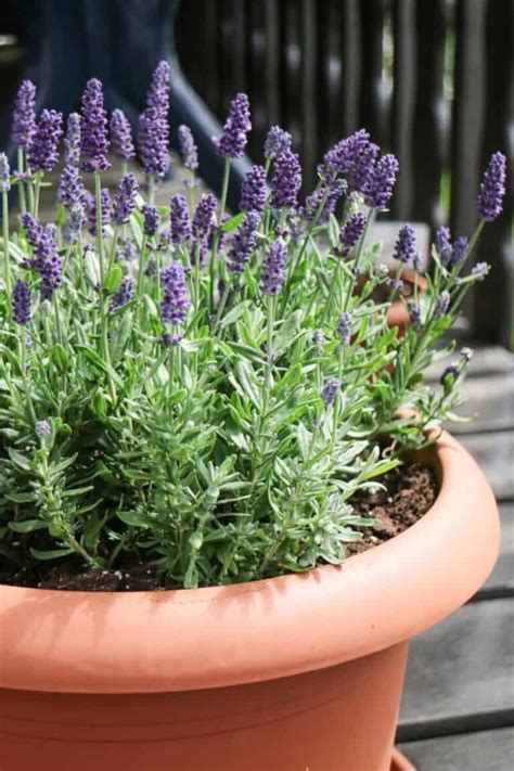 Trucos Para Que Tu Lavanda Tenga Flores Todo El Tiempo Jardiner A Y