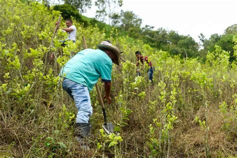 La Onu Advirtió Que La Producción De Cocaína Llegó A Niveles Récord En Colombia Perú Y Bolivia