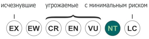 Mobula eregoodootenkee — Википедия