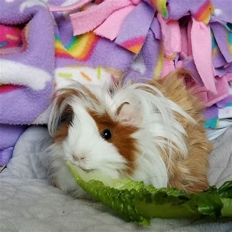 512 curtidas 0 comentários Guinea Pig guineapig ins gram no