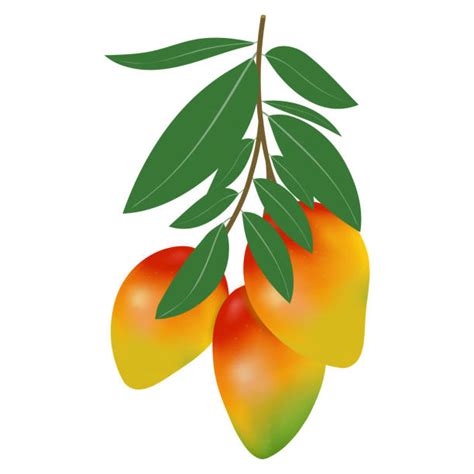 Mango Trees Clip Art Illustrations Royalty Free Vector Graphics And Clip Art Istock