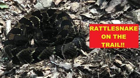 Rattlesnake On The Trail Scary Rattlesnake Encounter While Hiking With