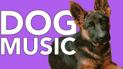 New Years Eve Dog Music Help Your Dog Tolerate Fireworks