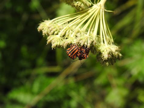 Photo Striped Shield Bug Graphosoma Italicum Observation Org