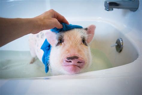 Mini Pig Oscar Hates Water So Giving Him A Bath Is A Challenge We