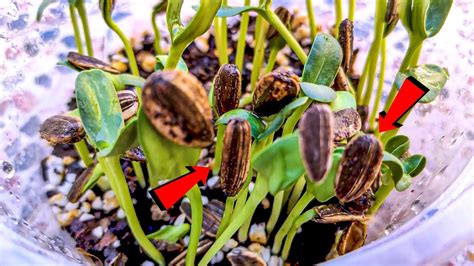 Cultivation Of Modified Sunflower Seeds In A Home Pot Youtube