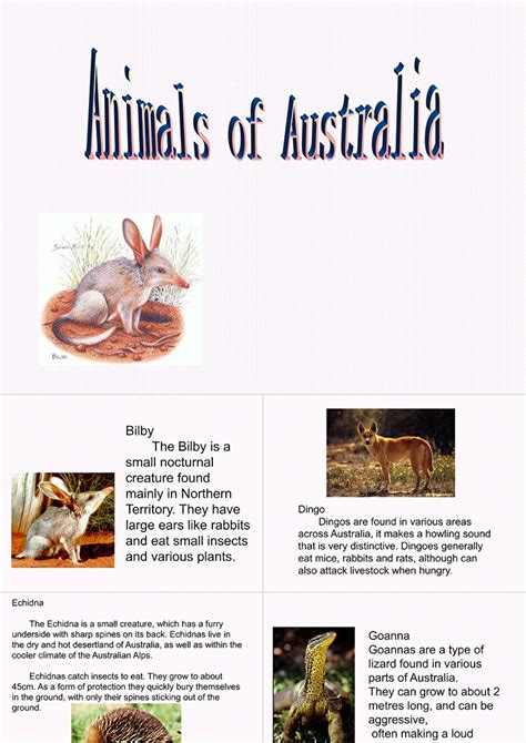 澳大利亚动物介绍 AUSTRALIA ANIMALS 英文 ppt模板 卡卡办公