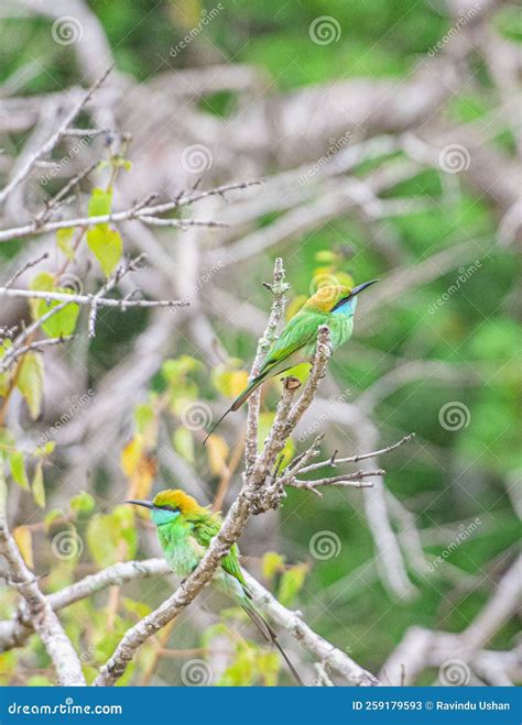 Little Green Bee Eater Green Bee Eater Scientific Merops Orientalis