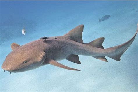 Six Of Our Favorite Species Of Sharks Free The Ocean Species Of