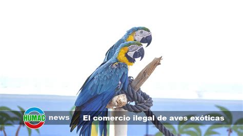 El Comercio Ilegal De Aves Ex Ticas Una Amenaza Para La Biodiversidad