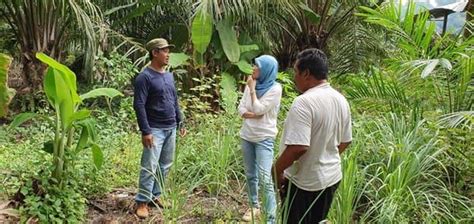 Potensi Manfaat Sertifikasi Ispo Bagi Pekebun Fakultas Pertanian Universitas Sumatera Utara