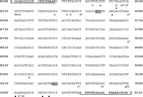 Sequence Alignment Of Exon Of Human Methylmalonyl Coa Mutase In The