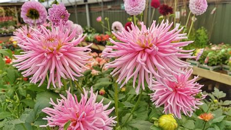 Dahlia Park Princess A Stunning Flower Manofyorkshire Flickr