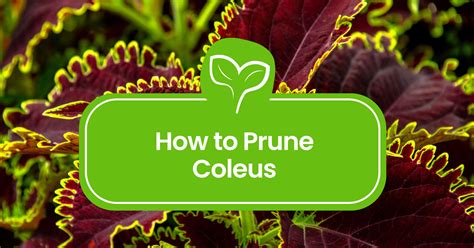 Pruning Coleus 101: Mastering Trimming for Lush Foliage - Plant Propagation