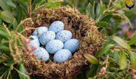 Blue Jays Nesting Habits 2024: When, Where & How They Nest!