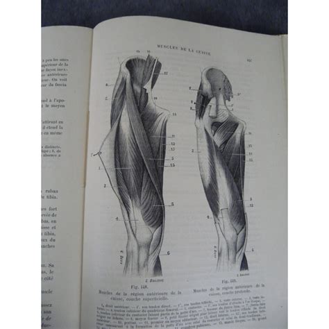 Testut Trait D Anatomie Humaine Paris Edition Originale Tome